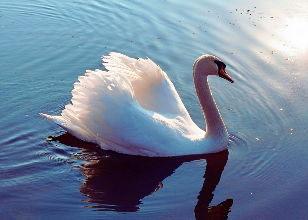 Swan